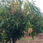 કમોસમી માવઠાથી ખેડૂતોમાં ચિંતા : ગુજરાતના વલસાડ ડાંગ સાપુતારામાં કમોસમી વરસાદ જોવા મળ્યો છે.ભરશિયાળે વલસાડમાં કમોસમી વરસાદ થયો હોવાની વાત સામે આવી