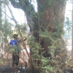 વાજવડ ગામે આદિવાસી ઓનું કલ્પવૃક્ષ મહુડા ઝાડમાં ભીષણ આગ: સ્થાનિકો લોકોએ આગ પર કાબુ મેળવવા પ્રયાસ !