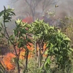 ગોઈમા ગામના જંગલમાં ભયંકર આગ: વન વિભાગની બેદરકારીથી મોટી દુર્ઘટના ટળી !